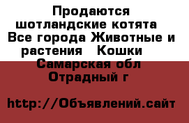 Продаются шотландские котята - Все города Животные и растения » Кошки   . Самарская обл.,Отрадный г.